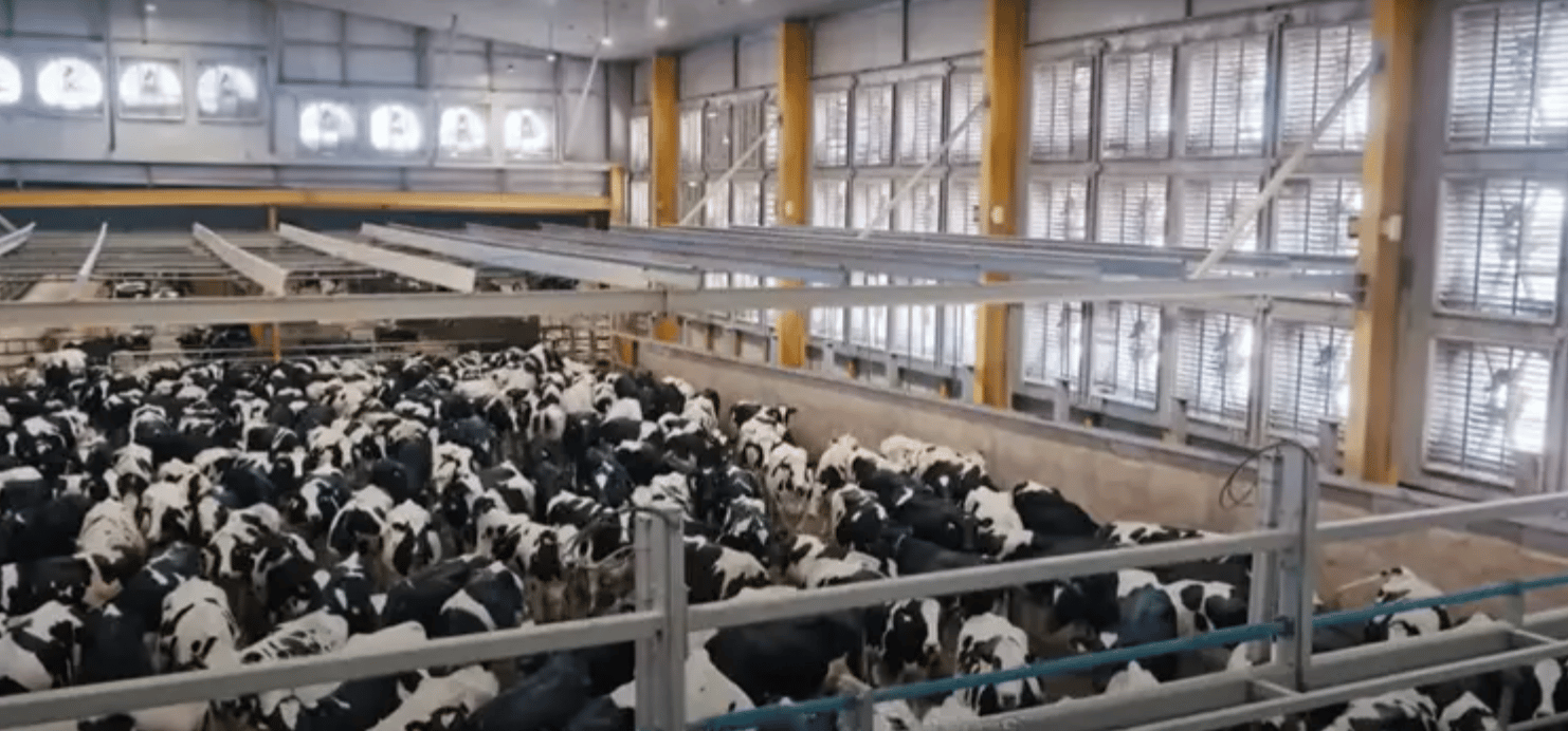 Un aperçu de la ferme de 24 000 vaches de l'entreprise Baladna au Qatar.