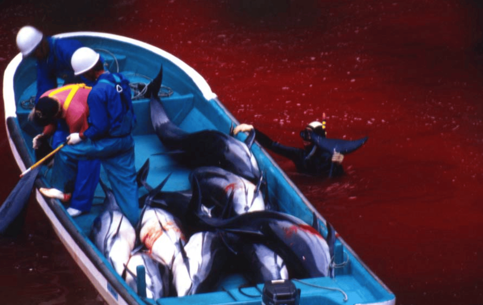 L'an dernier, 401 dauphins ont été tués lors de la saison de chasse.