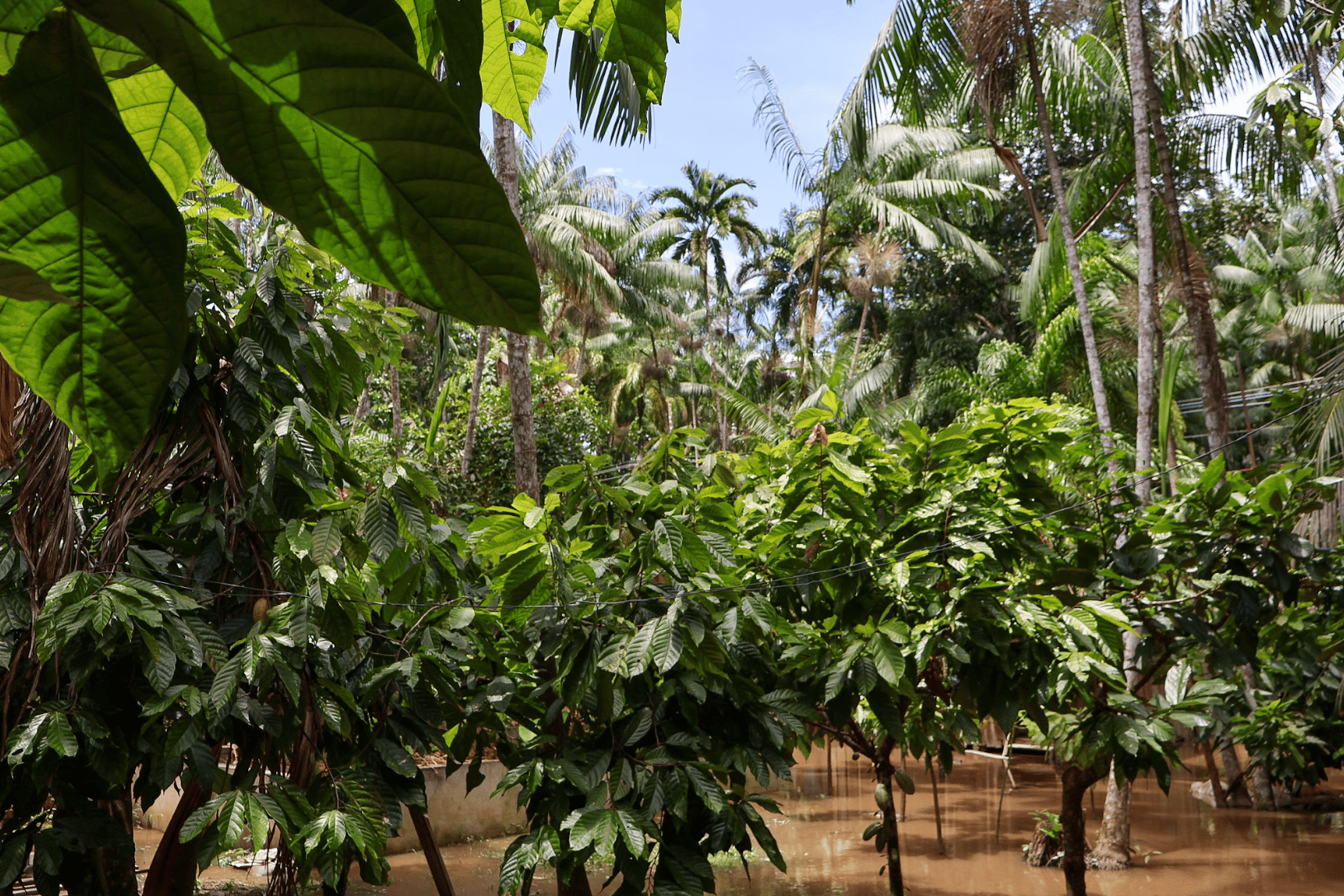 La plantation de Dona Nena (c) Dany Neves pour Station Amazonie