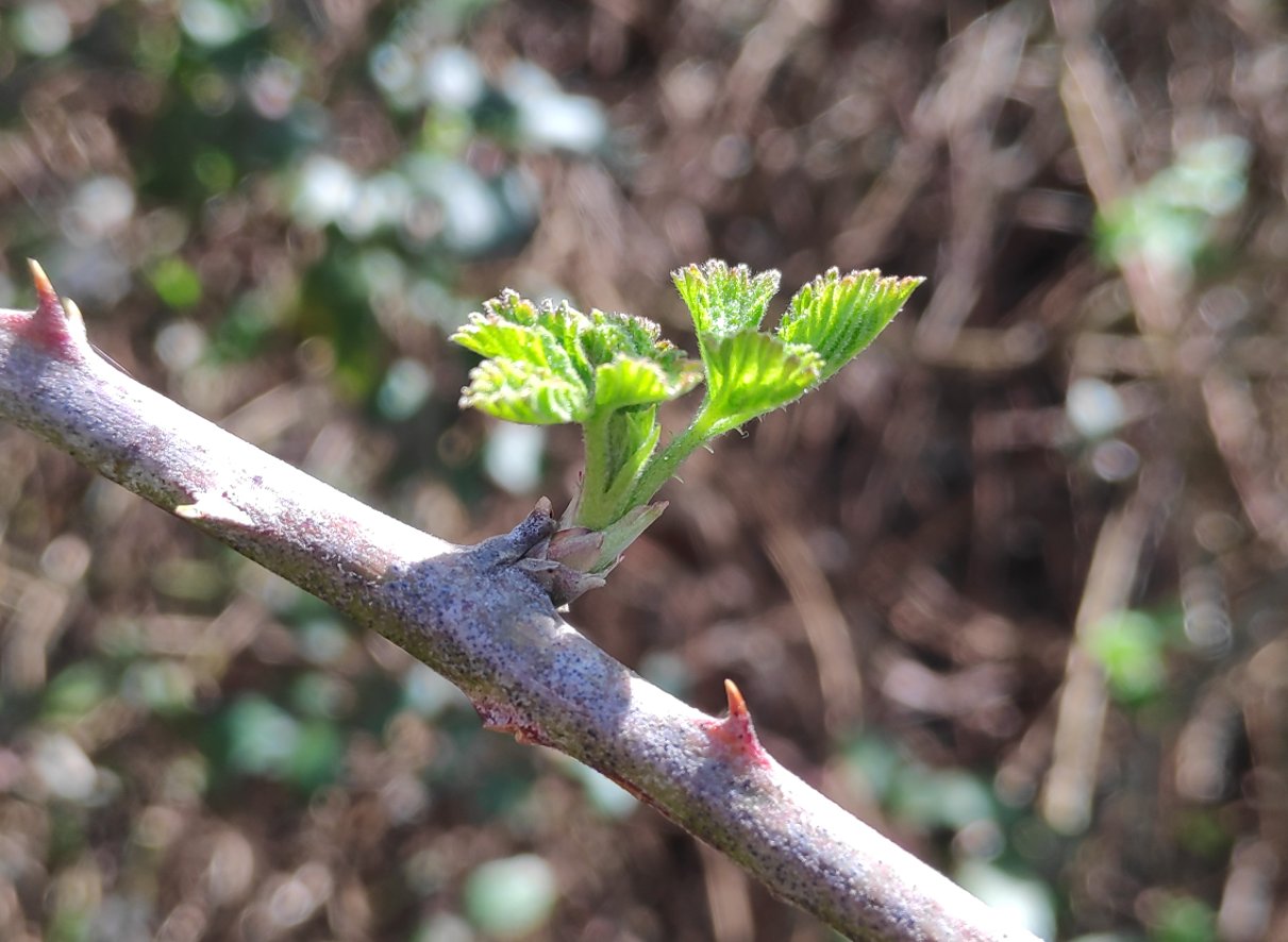 La jeune pousse de Ronce, prête à cueillir