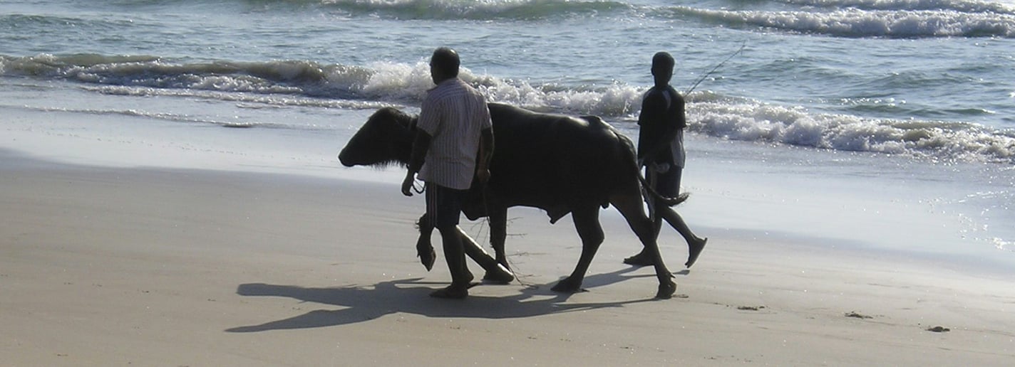 Kérala 2008 / Photo Sylvie Lainé 