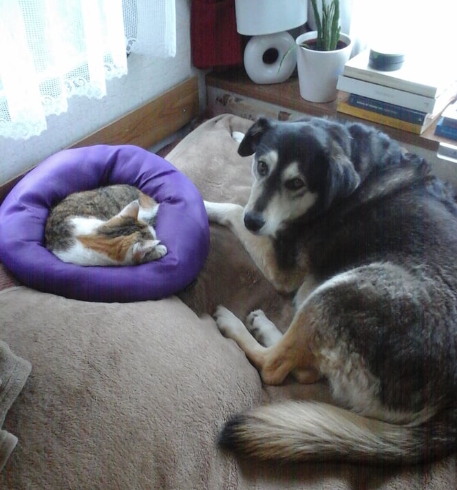 Luna et Bonnie dans le coin lecture et repos à l'avant, Montacher-Villegardin (89), 17 avril 2017, photo AB