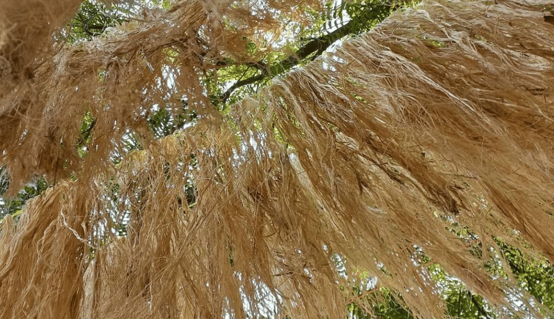 ©GreenWhisper, fibre textile issue du bananier