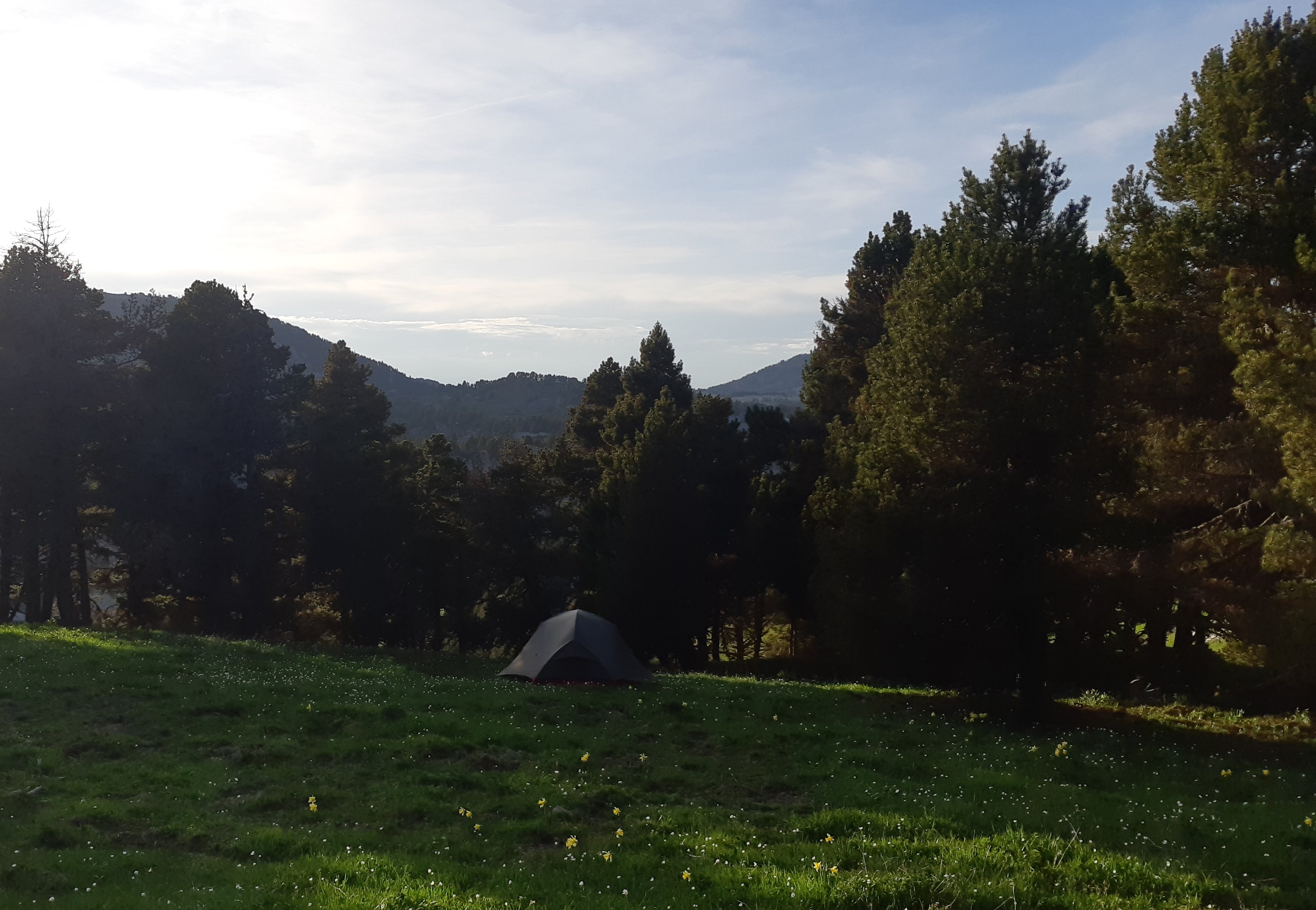 Au milieu des jonquilles en mai...