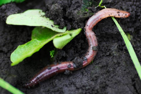 "Moi aussi, je vous aime ! Embrassons-nous !"