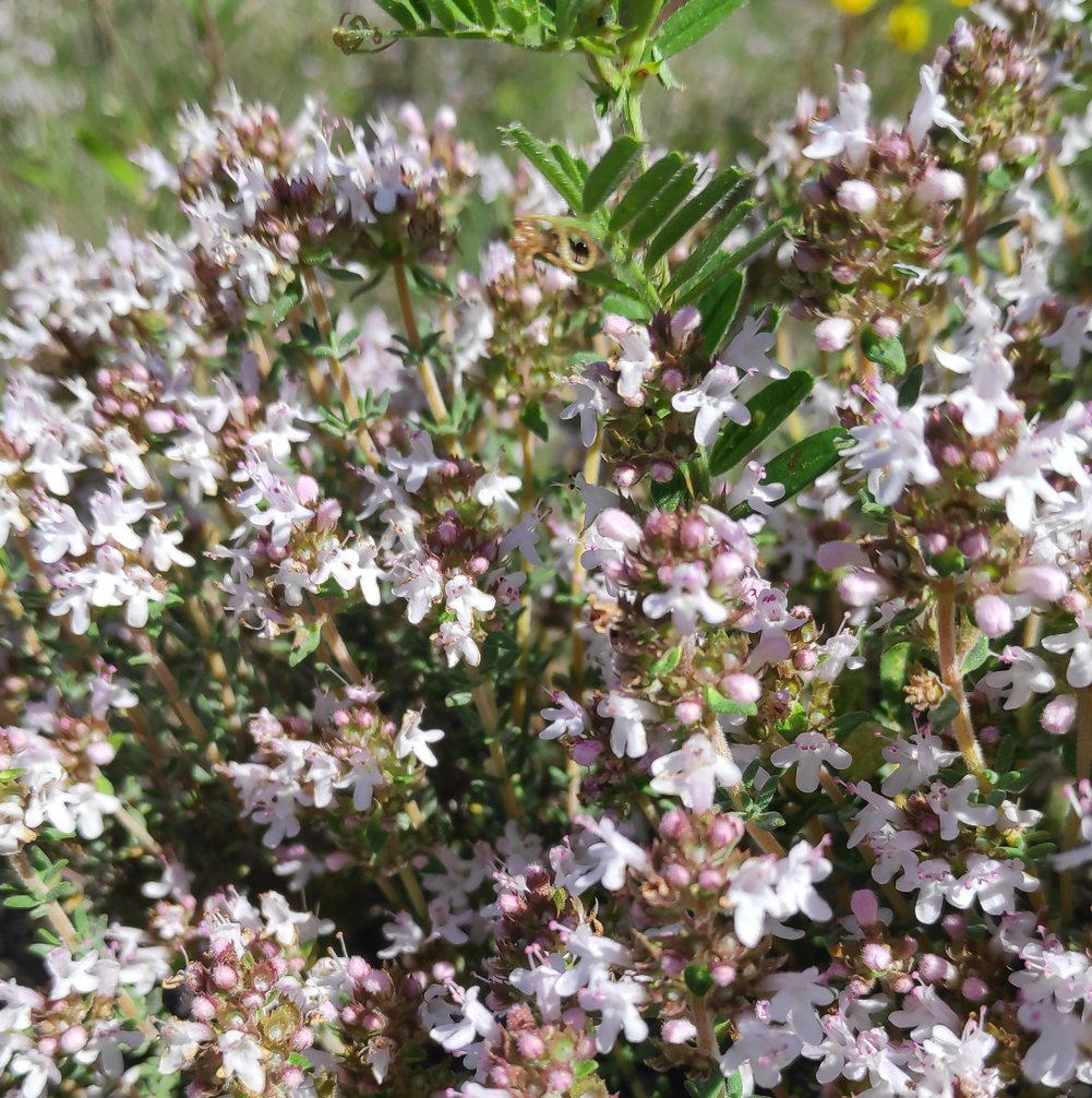 Le thym abrite une grande diversité d'insectes pollinisateurs