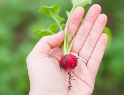[Saviez-vous que le raifort est également appelé "radis de cheval" ? EH NON CAR C'EST LE RAIFORT TOUT LE MONDE S'EN TARTINE LA SCHNECK]