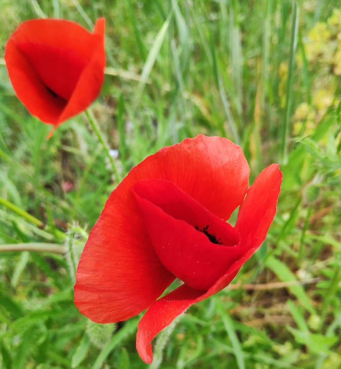 Le coquelicot embrase les friches, annonciateur de la chaleur estivale