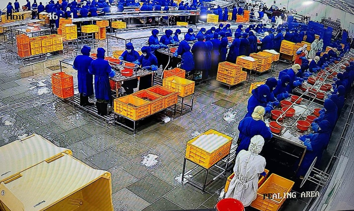 Images de caméras de sécurité de l’usine d’Amalapuram, en Inde. (Joshua Farinella / The Outlaw Ocean Project)