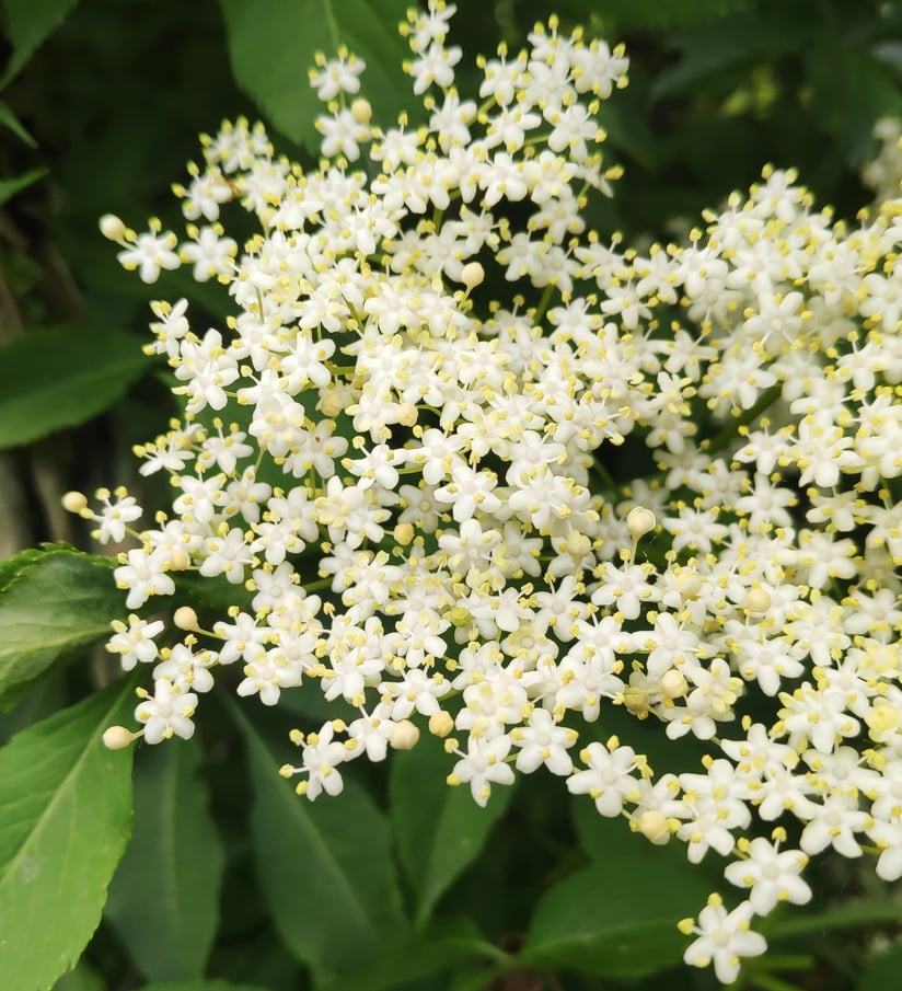 Les fleurs du sureau possèdent 5 pétales soudés à leur base et sont réunies en corymbes