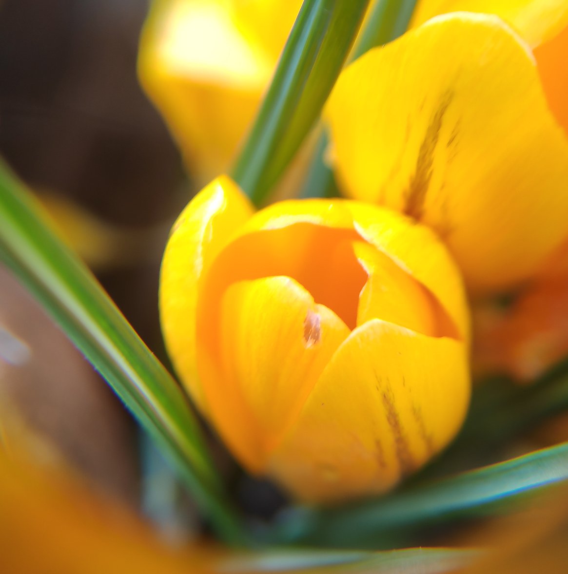 et déjà, le printemps s'annonce !