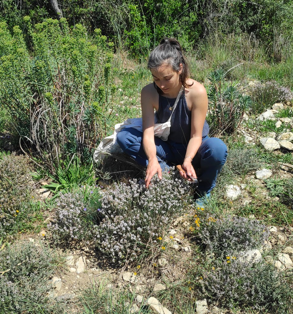Cueillir le thym avec précaution, et un couteau bien aiguisé