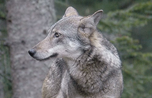 La population de loups en France a chuté de 9 % en seulement un an. (photo MNHN Toulon)