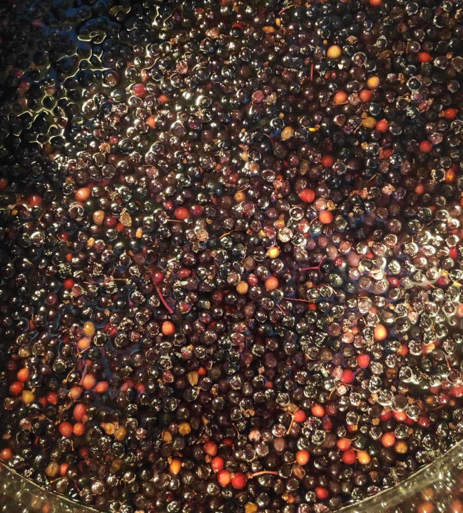 Les baies cuites, prêtes à être pressées