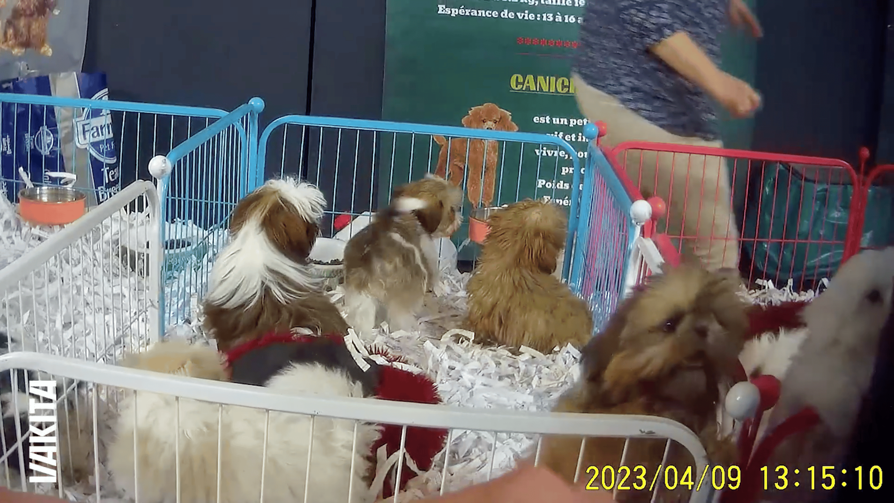 La Fondation Brigitte Bardot a enquêté pendant un an dans des salons du chiot en France. (image Vakita)