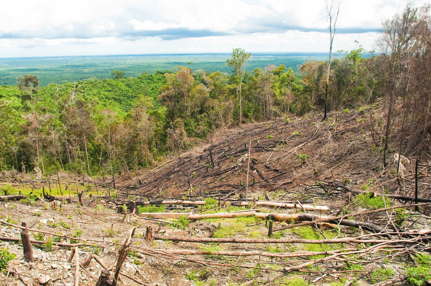 Zone déboisée pour la plantation de palmiers à huile à Gunung Lumut, en Indonesie. ©Moses Ceaser/CIFOR