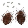 Punaises de lit femelle (gauche) et mâle (droite)