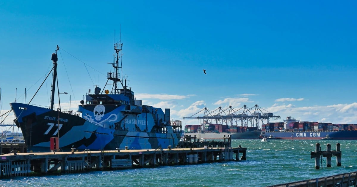 L'oeuf ou la poule ? 🐣