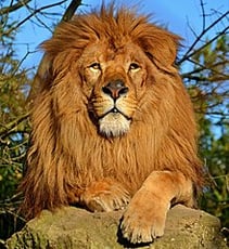 Image d'illustration - Male African Lion (Panthera leo) lying on the top of a rock - Clément Bardot