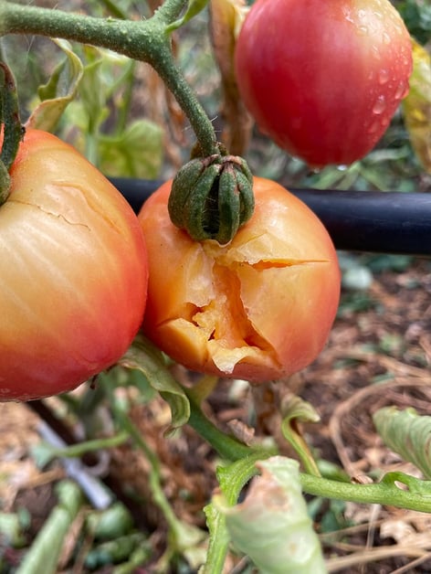 Le potager a subi la grêle, l'été est dur pour lui. La résilience et robustesse de la nature m'inspire beaucoup.