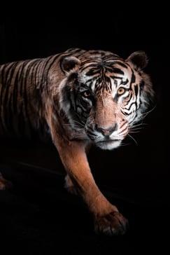 Photo d'illustration - Crédit : Efe Yağız Soysal pour le Museum National d'Histoire Naturelle via Unsplash