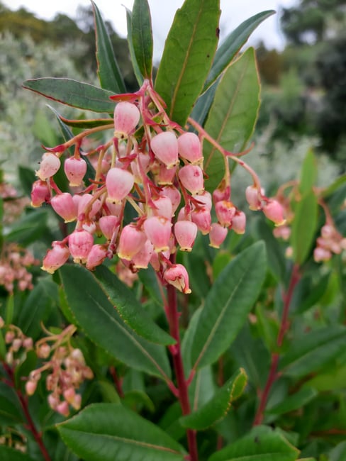 Sauras-tu deviner ce qu'est cette fleur ? Indice : quelque part au Logeo en Bretagne en août 2023