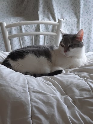 Moi je pars en vacances avec mon chat. Si tu as un chien, va directement dans la rubrique "Eté Feel Good"