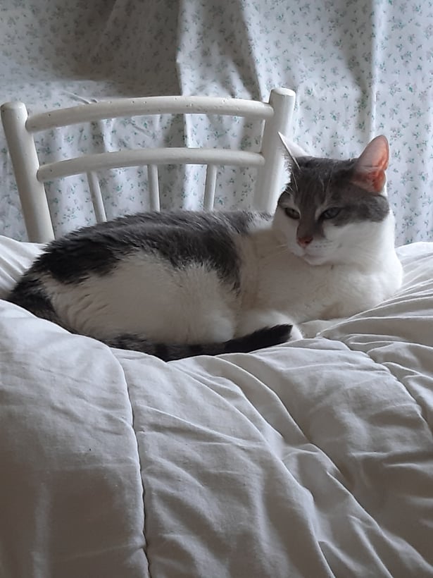 Moi je pars en vacances avec mon chat. Si tu as un chien, va directement dans la rubrique "Eté Feel Good"