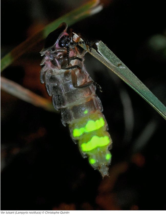 © Christophe Quintin