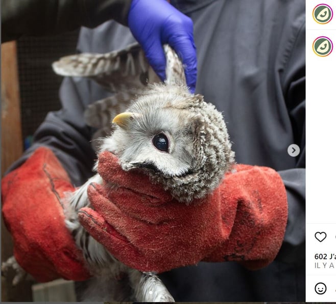 Capture d'écran du 4 aout 23 du compte Instagram du Parc de Sainte Croix - DR