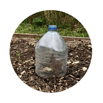 Mini-serre en bouteille en plastique qui protège le plant des baveux 🐌