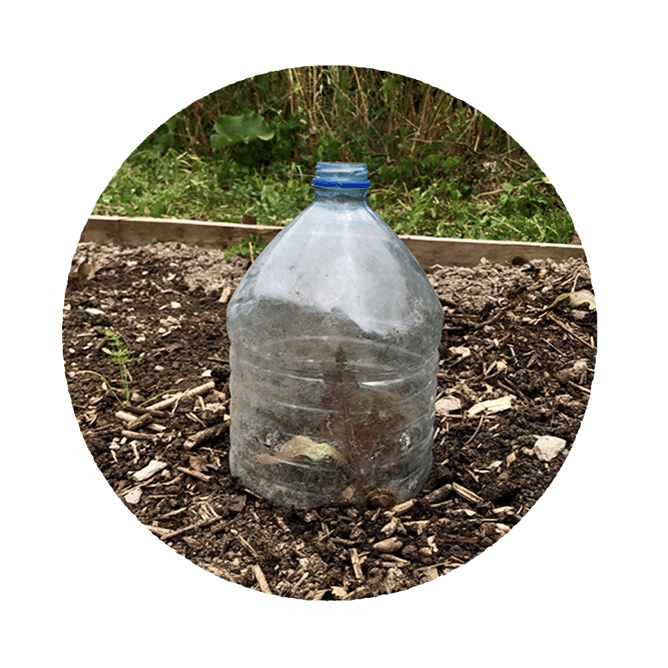 Mini-serre en bouteille en plastique qui protège le plant des baveux 🐌