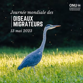 Visuel utilisé pour la Journée Mondiale des Oiseaux Migrateurs par l'ONU - DR
