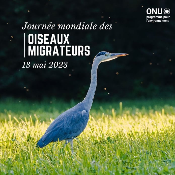 Visuel utilisé pour la Journée Mondiale des Oiseaux Migrateurs par l'ONU - DR