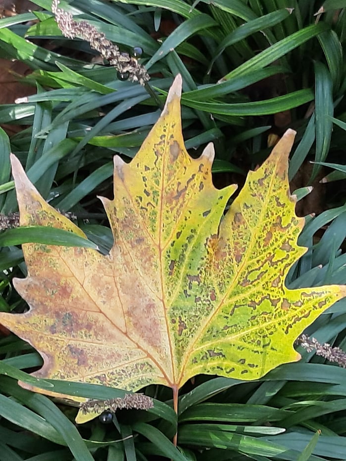 Les feuilles mortes se ramassent à la pelle ... y compris dans le 93 - Novembre 2023