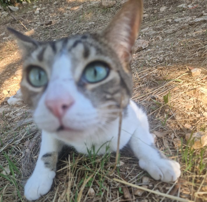 Ma tête devant SNCF Connect