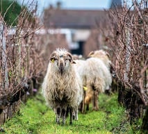 Des moutons landais dans le vignoble du château Pape Clément
