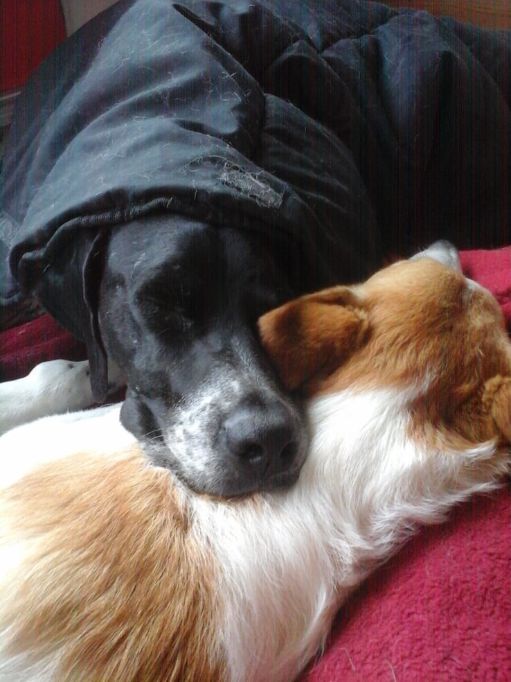 Adam écrase (Lune), Montacher-Villegardin (89), 7 juin 2017, photo AB