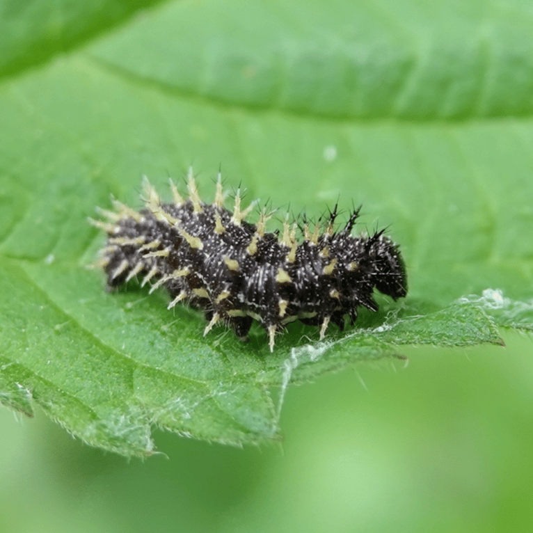 Sa chenille mangeant des orties © Michel Ehrhardt