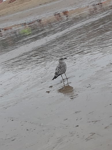 Sur la plage...