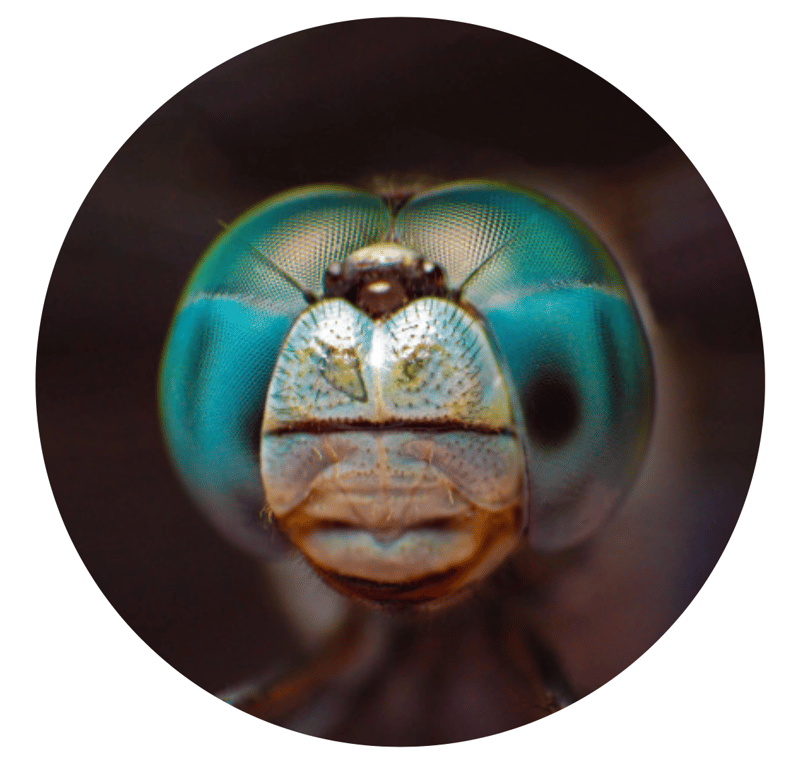 15 000 facettes en moyenne sur chaque oeil pour les libellules 