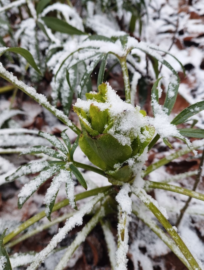Sous la neige, l'héllébore prépare ses fleurs