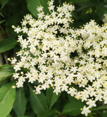 Les fleurs du sureau possèdent 5 pétales soudés à leur base et sont réunies en corymbes