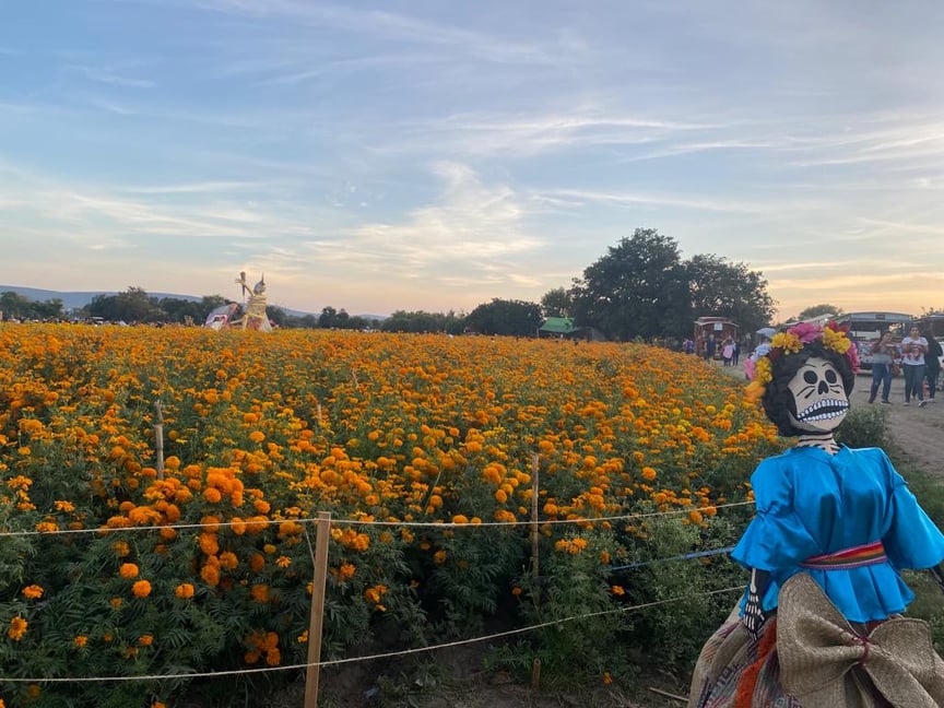 Champ de cempasúchil, Atlixco, Etat de Puebla, Mexique (Agathe Drouot--Chary)