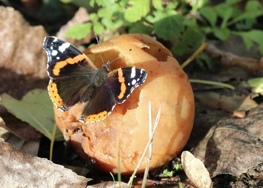 Un Vulcain passant du bon temps 