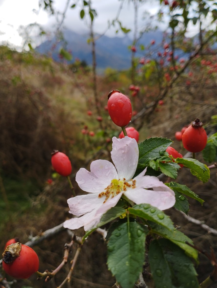 Le bourgeon d'Eglantier soutient l'immunité