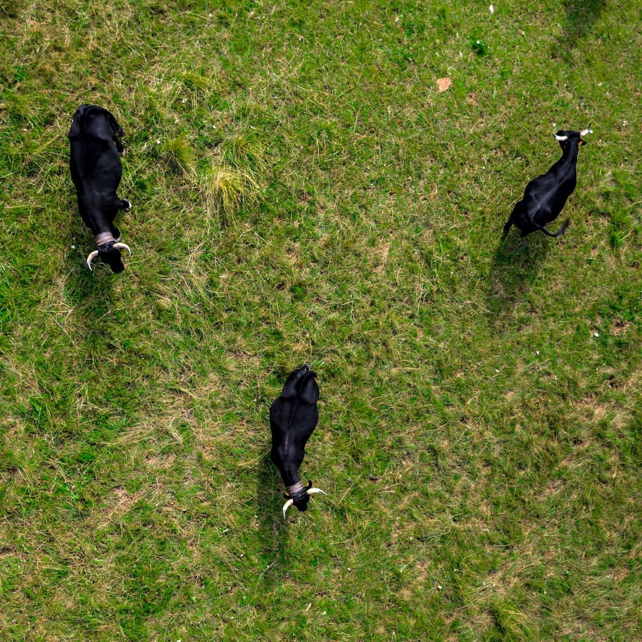 Pâturage en France. Crédit : Shutterstock