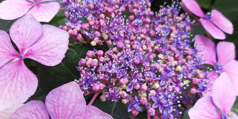hydrangea macrophylla - Chateaugiron 2024 by Martine Le Jossec