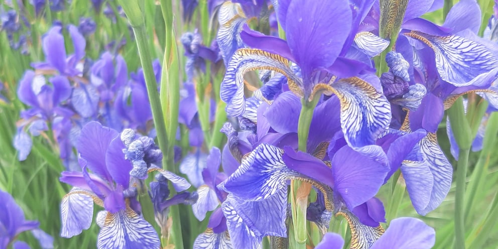 Sur les bords de Marne - mai 2024 Martine Le Jossec