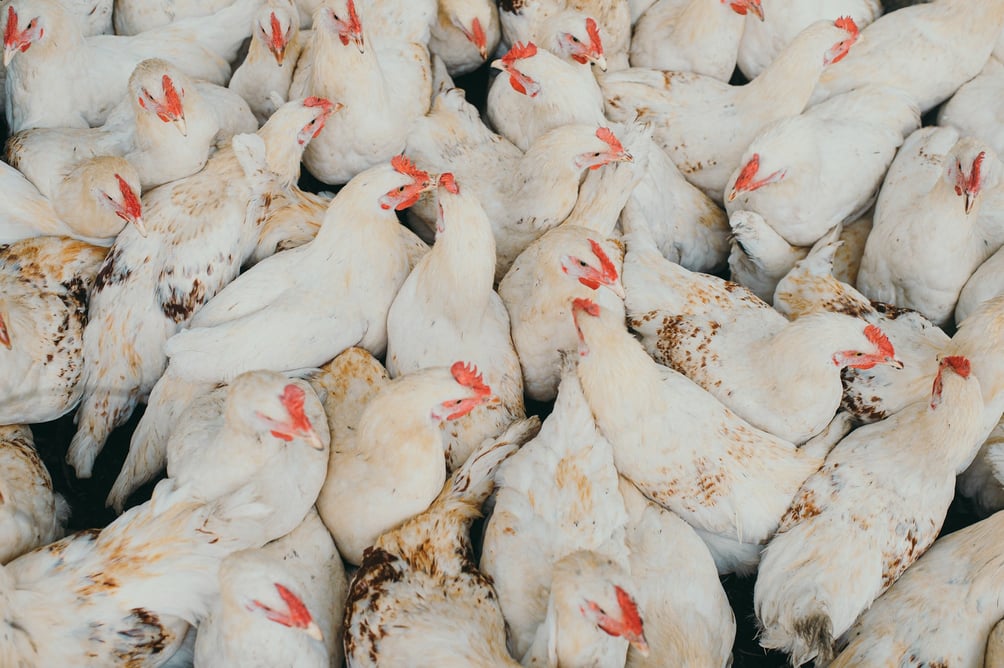 Photo de Egor Myzniksur Unsplash